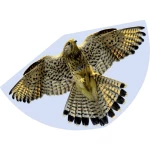 Günther Flugspiele s jednim konopcem zmaj SOKOL Raspon 920 mm Jačina vjetra 3 - 6 bft
