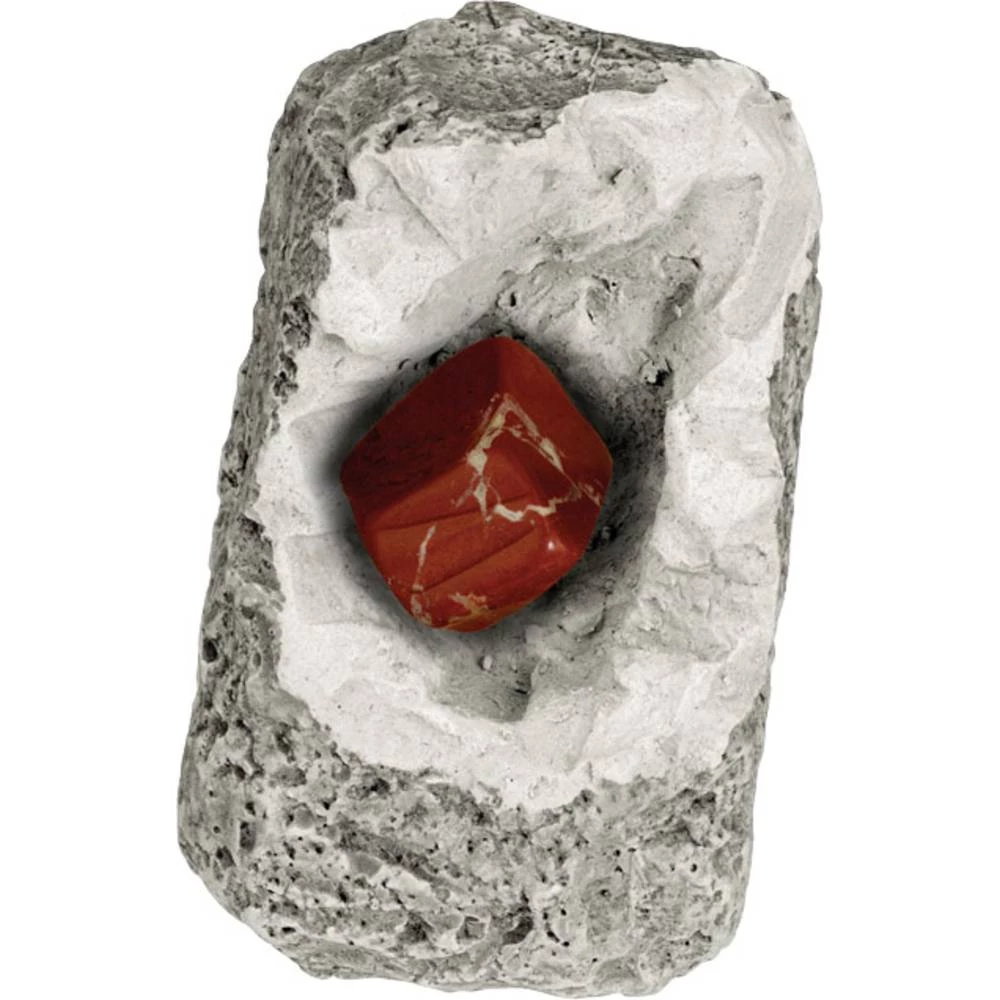 Kosmos 601607 Minerali & Fosili Fosil od 8 godina slika