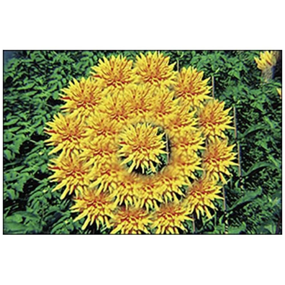 Cokin WP1R204 WP1R204 Multi-Image filter 82 mm slika